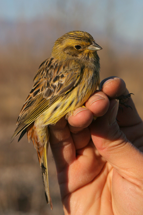 Zigolo giallo (Emberiza citrinella)